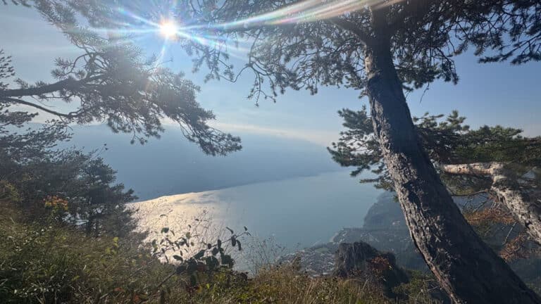 Limone_6